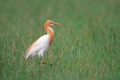 Birds Variety   Big Birds Wallpapers 13   Wallcoo.net