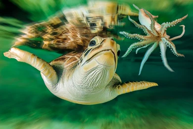 Turtle Octopus Wallpapers