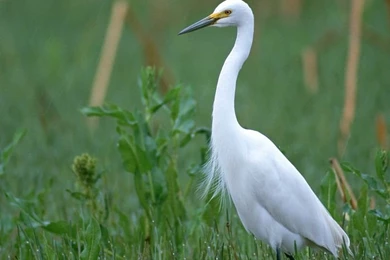 Birds Variety   Big Birds Wallpapers 10   Wallcoo.net