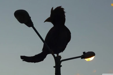 Big Bird HD Desktop Wallpapers : Widescreen : High Definition ...