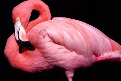 Pink Big Bird Desktop Backgrounds Wallpapers
