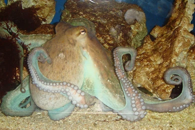 Free Octopus Wallpapers Download   Animals Town