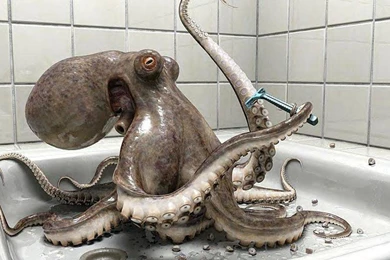 Spongebob Emo Octopus Wallpapers   (