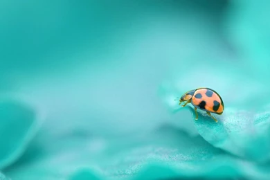 Download Cute Ladybug Wallpapers 3942 1920x1200 Px High Resolution ...
