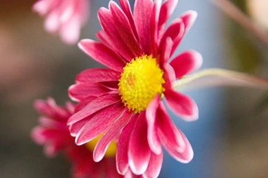 Pink Daisy Flower Wallpapers