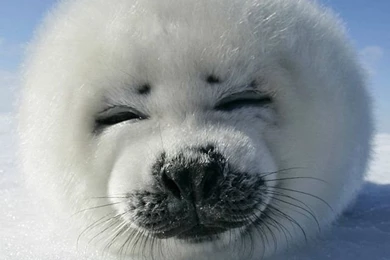 Cute Seal