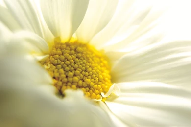 Desktop a flower wallpaper.jpg