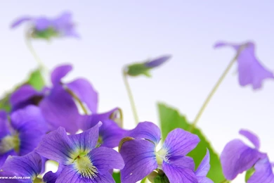 Flower Wallpapers For Desktop Backgrounds Dowload