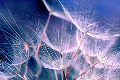 White Dandelions iPad 4 Wallpapers Download   Find More Free iPad ...