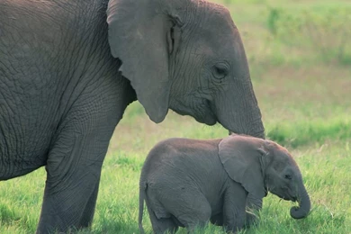 Baby Elephant Wallpapers Wallpaper.