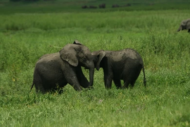 Baby Elephant Wallpapers – Cool Digital Photography