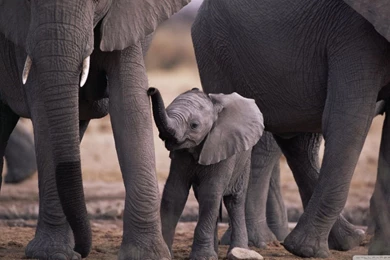Cute Baby Elephant HD Desktop Wallpapers : High Definition : Fullscreen