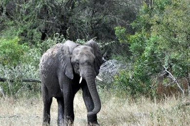 Baby Elephant HD Desktop Wallpapers : Mobile : Dual Monitor