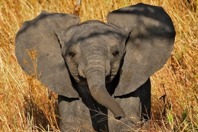 Baby Elephant Wallpapers   Wallpapers Cave