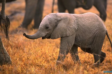 Baby elephant images cartoon wallpaper.jpg