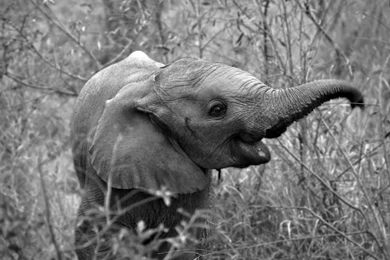 Baby Elephant Black Adn White Photo Wallpapers