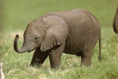 Lindsey Stirling Album Back Wallpaper.