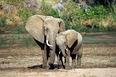 Baby Elephant Clipart   Wallpaper.