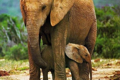 Gallery For   Baby Elephant And Mother Cute