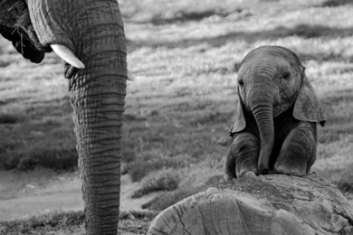 Black And White Photo Baby Elephant Wallpapers