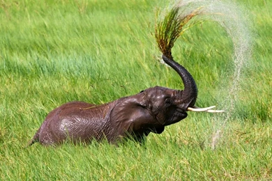 Baby Elephant Nature Trunk Elephants Wallpapers Pictures HD ...