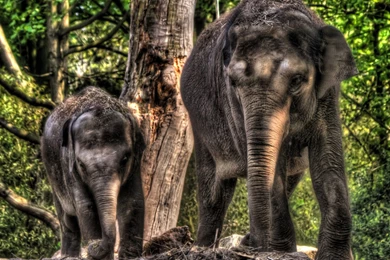 Elephants Photo Wallpapers, Pictures With Elephants / Page 3