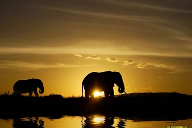 Elephant Desktop Wallpapers   Wallpapers Cave