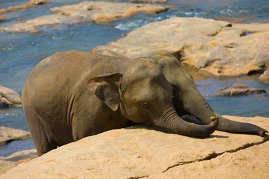 Funny Baby Elephant Sun Wallpapers Desktop