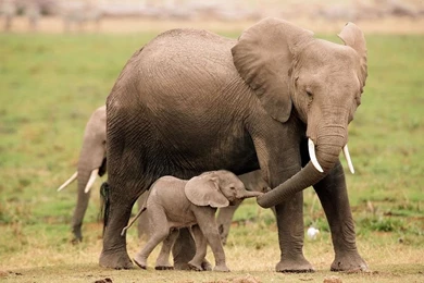 Gallery For Cute Baby Elephant Wallpapers