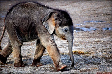 Animals elephants baby elephant baby animals hd wallpapers.jpg ...