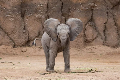 Beautiful Baby Elephant Wallpapers