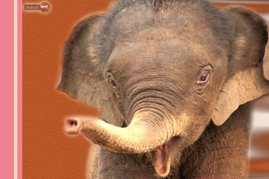 Elephant Wallpapers « Animal Spot