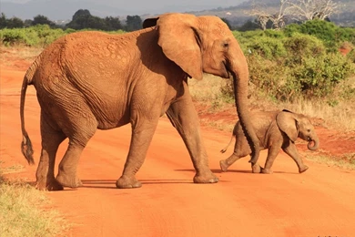 Elephants Wallpapers