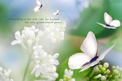 Sad Friendship Quotes Wallpapers