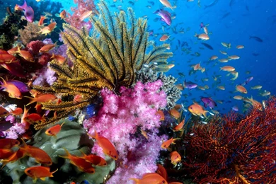 Coral Reef HD Wallpapers   Coral Reef Photos, New Wallpapers