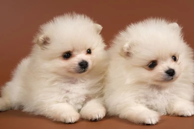 Cute Animal Wallpapers, Puffy, Hd Wild Life Photos, Best Friends ...