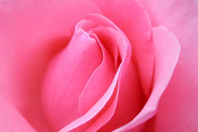 Beautiful HD Flowers Desktop Wallpapers