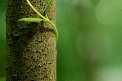 Free Wallpapers For IPhone, IPad, IPod Touch, Apple Watch And More!