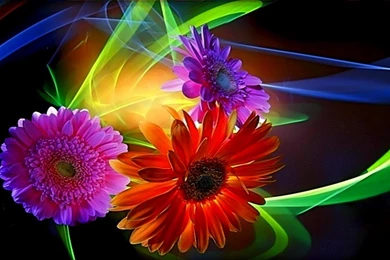 Colorful Daisies Flowers Loving Romantic Free High Definition ...