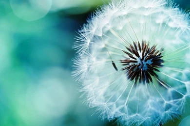 Free High Definition Wallpapers Download ~ Toptenpack.com