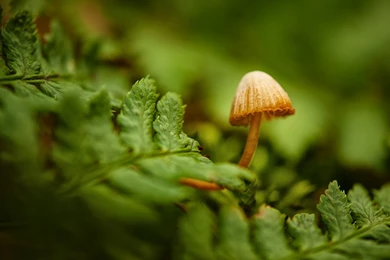Mushroom Computer Wallpapers, Desktop Backgrounds