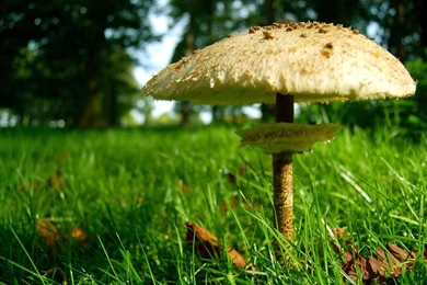 Mushroom Computer Wallpapers, Desktop Backgrounds