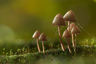 Mushroom Computer Wallpapers, Desktop Backgrounds