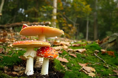 Mushroom Computer Wallpapers, Desktop Backgrounds