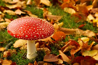 HD Wallpapers Source   Page 440 Of 489   100% Quality HD Desktop ...