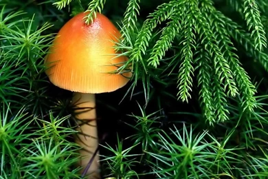 Desktop Wallpapers · Gallery · HD Notebook · Yellow Mushroom ...