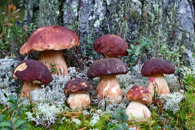 Toxic Mushrooms In The Forest Wallpapers 27973