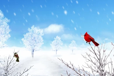 Winter Chickadee Bird Wallpaper Backgrounds HD 3890   HD Wallpapers ...