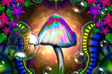 Mushroom Computer Wallpapers, Desktop Backgrounds