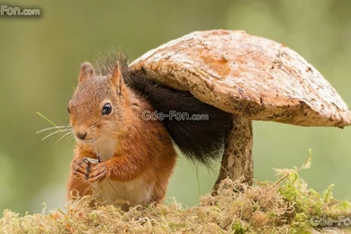 596273_belka_grib_moh_2048x1152_www.Gde Fon.com.jpg